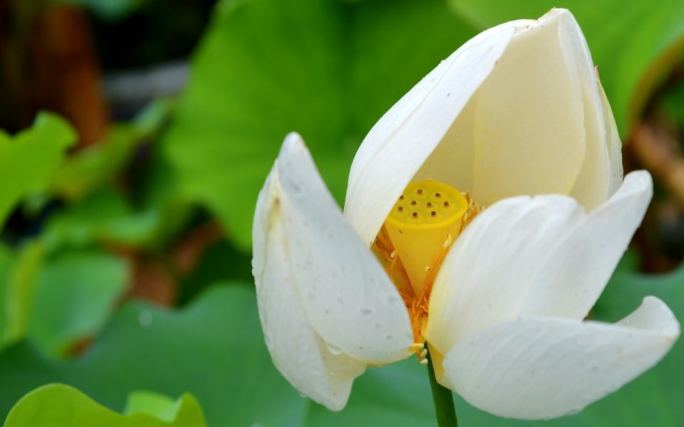 Photography Chinese Love Lotus Flowers The In China Can Be