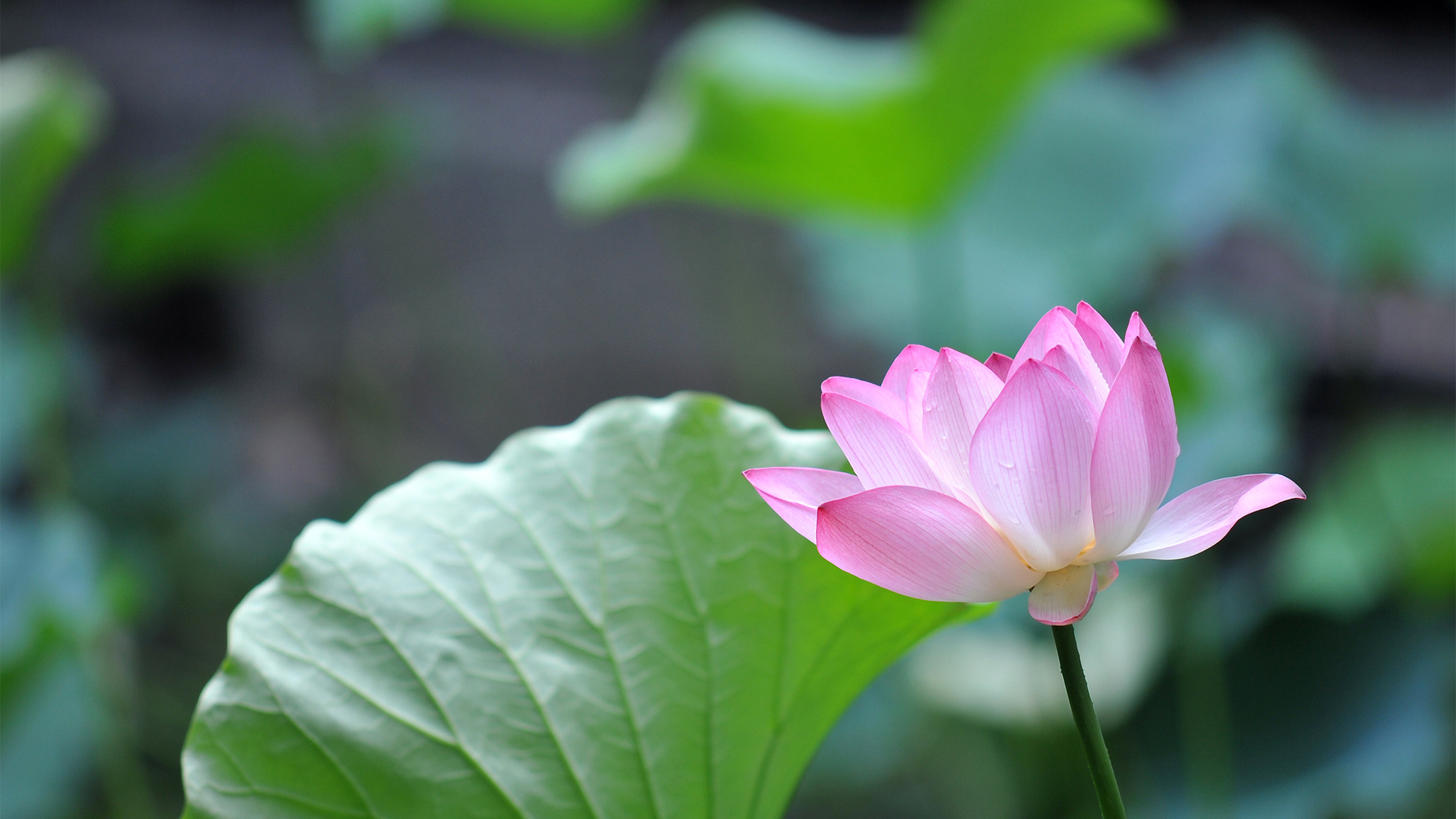 Pink Lotus Flower 4k Ultra HD Desktop Wallpaper Uploaded By