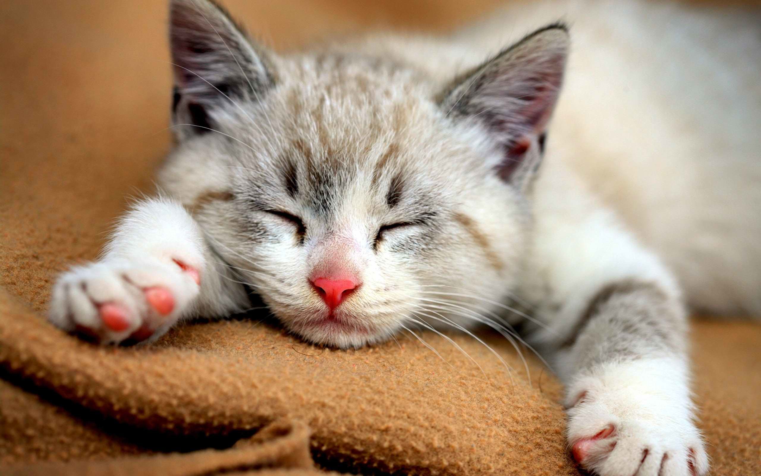 A close-up image of an adorable sleeping kitten, curled up on a soft brown blanket. The kitten is a light gray and white color and has its eyes closed peacefully