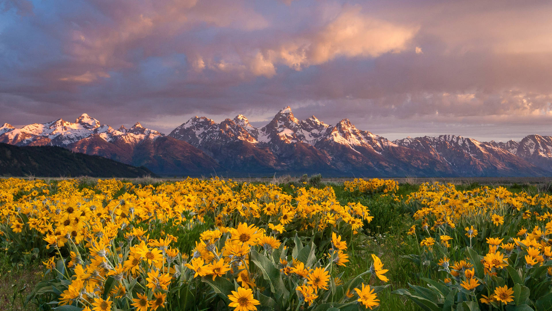 Nature Wallpaper