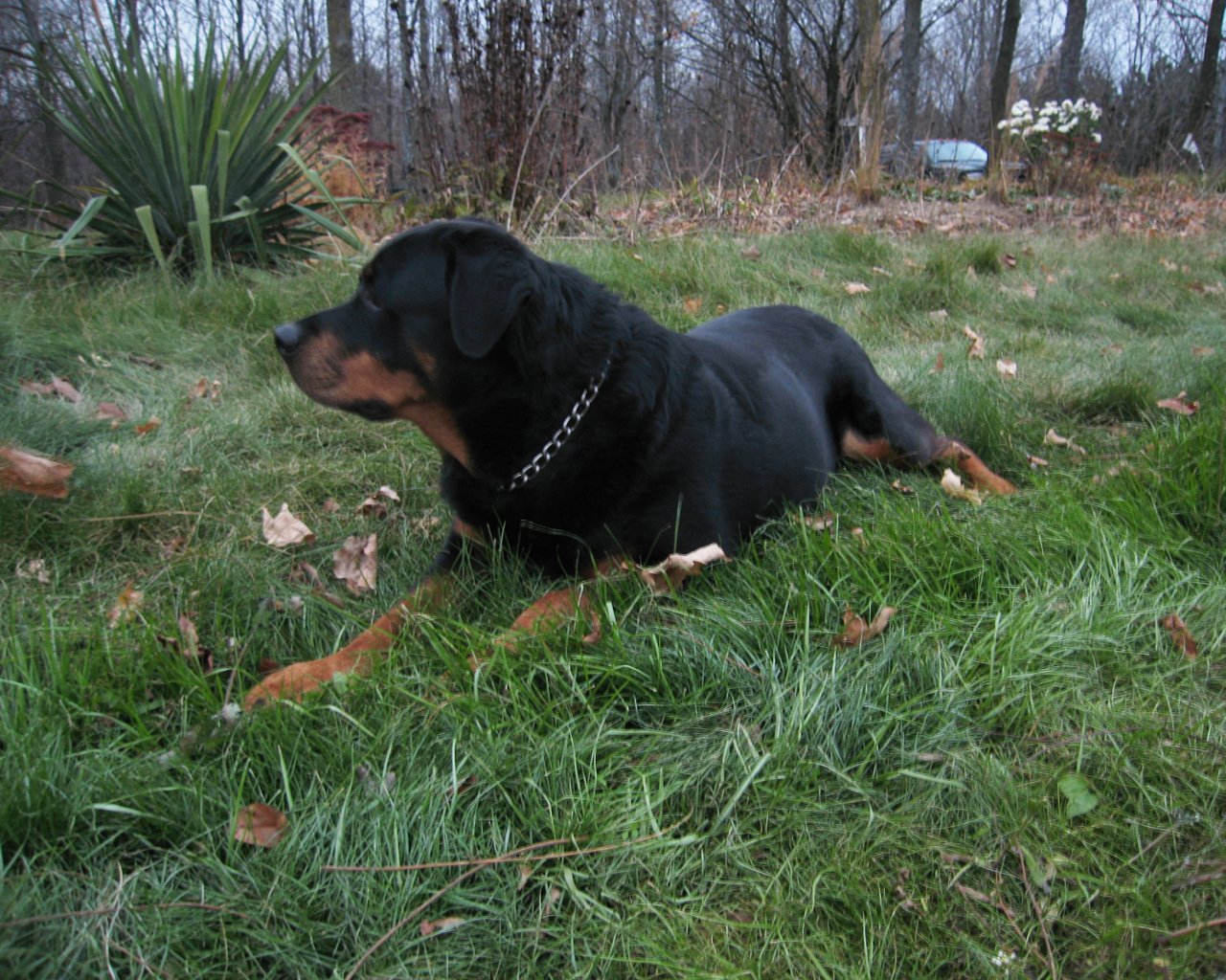 Rottweiler Wallpapers Pictures Breed Information