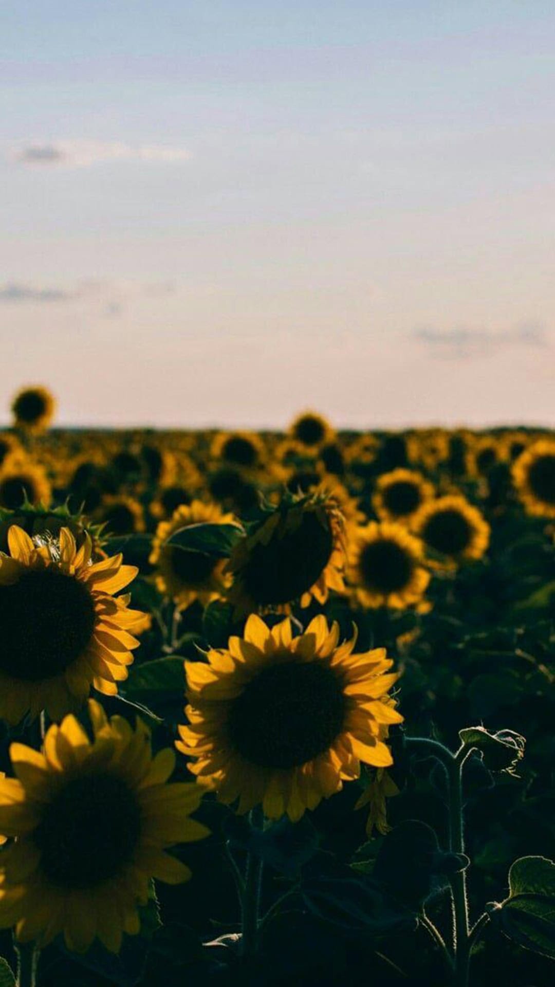 iPhone Aesthetic Sunflower Wallpaper