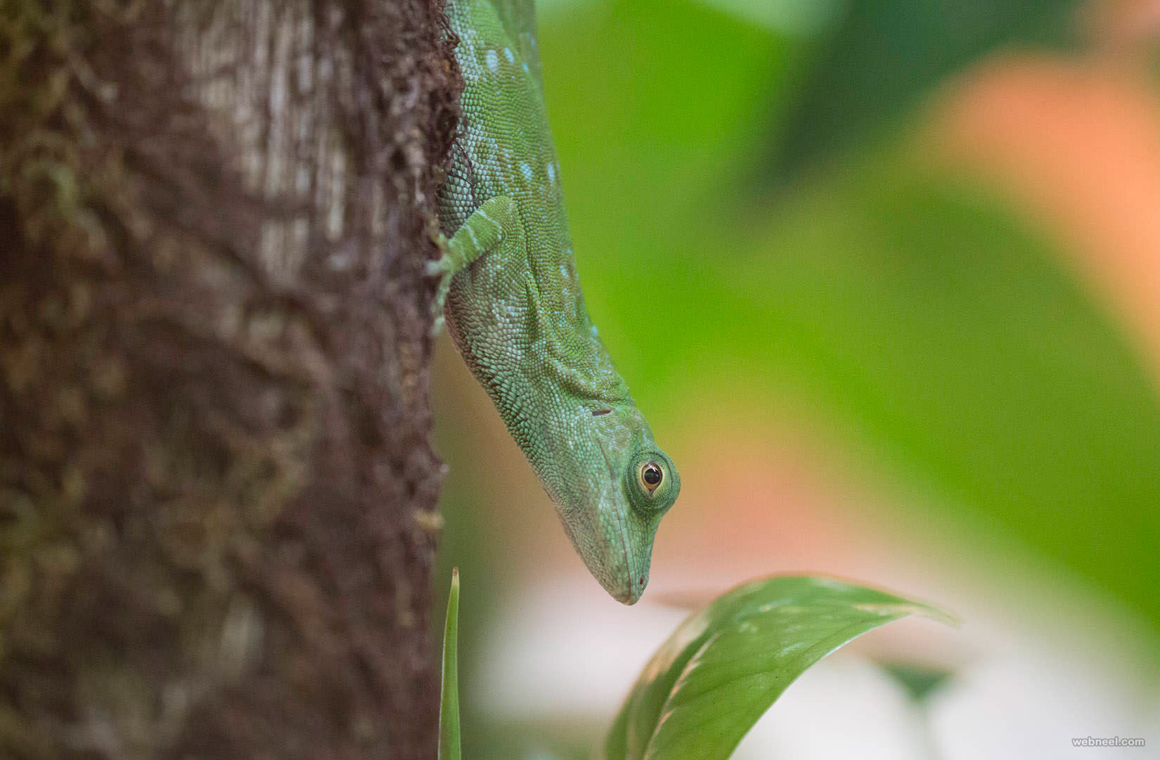 Wildlife Photography By Piccaya All