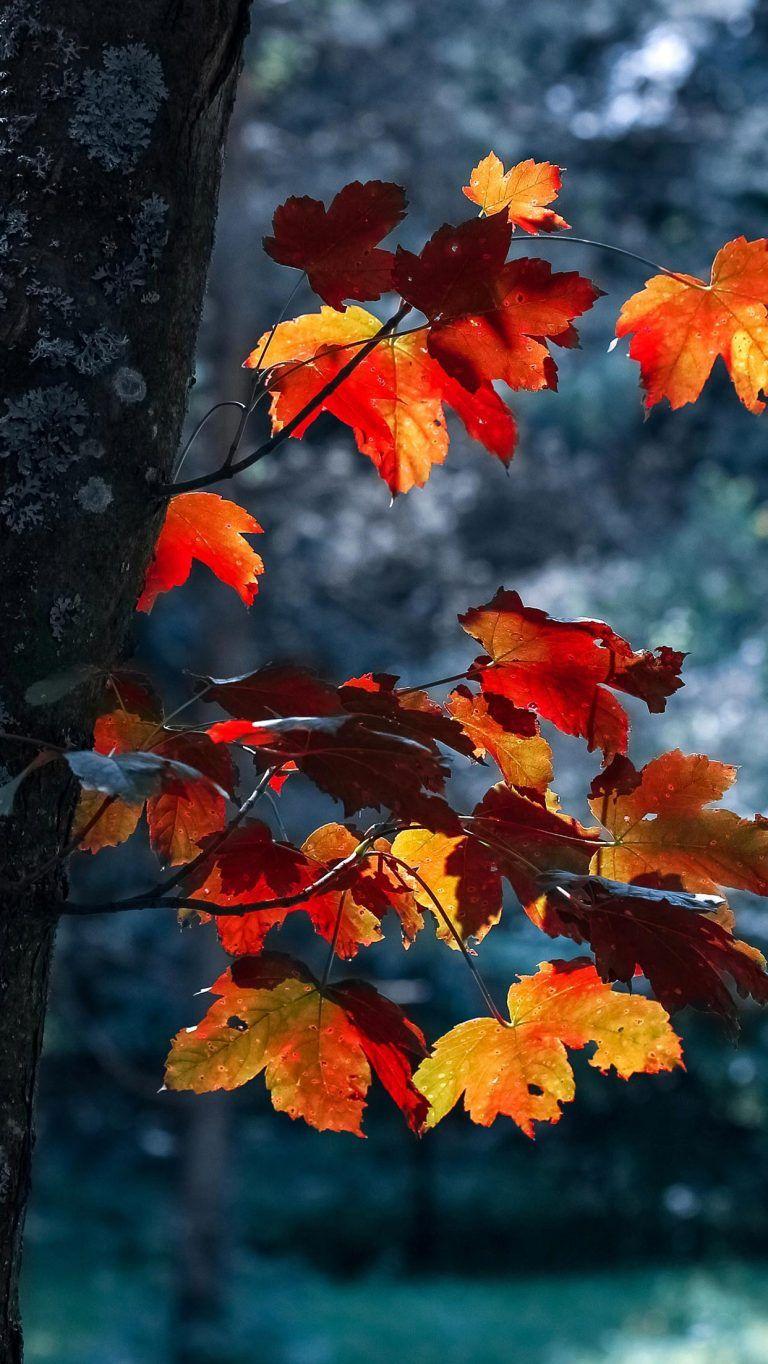 Fall iPhone Wallpaper Best Autumn Background