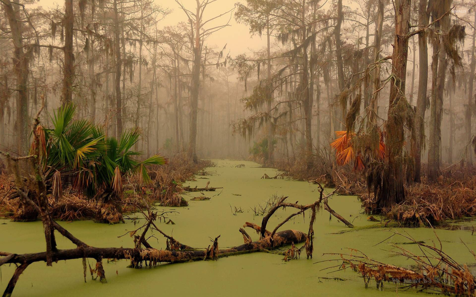 Louisiana Swamp Wallpaper Nature