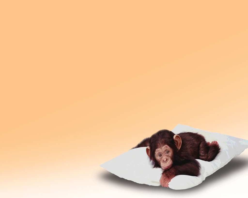 Baby Monkey On The Pillow Background For Powerpoint Animal Ppt