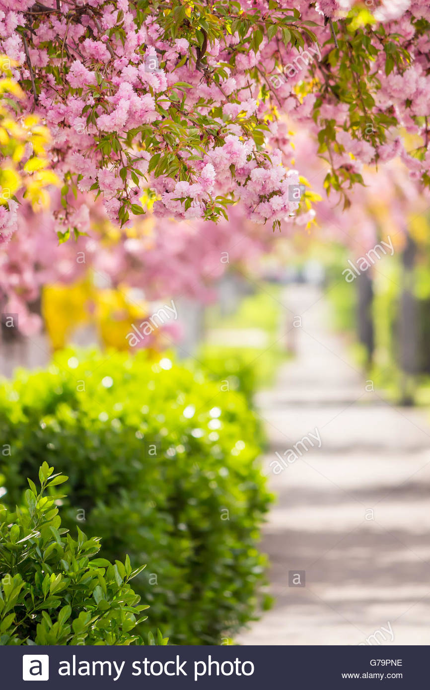 Delicate Pink Flowers Blossomed Japanese Cherry Trees On Street