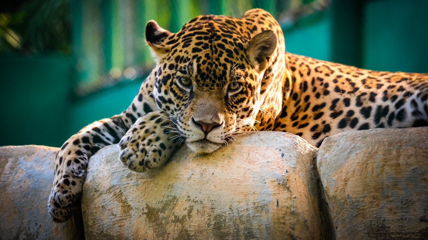 Jaguar Animal Wallpaper For Desktop And Mobiles HD