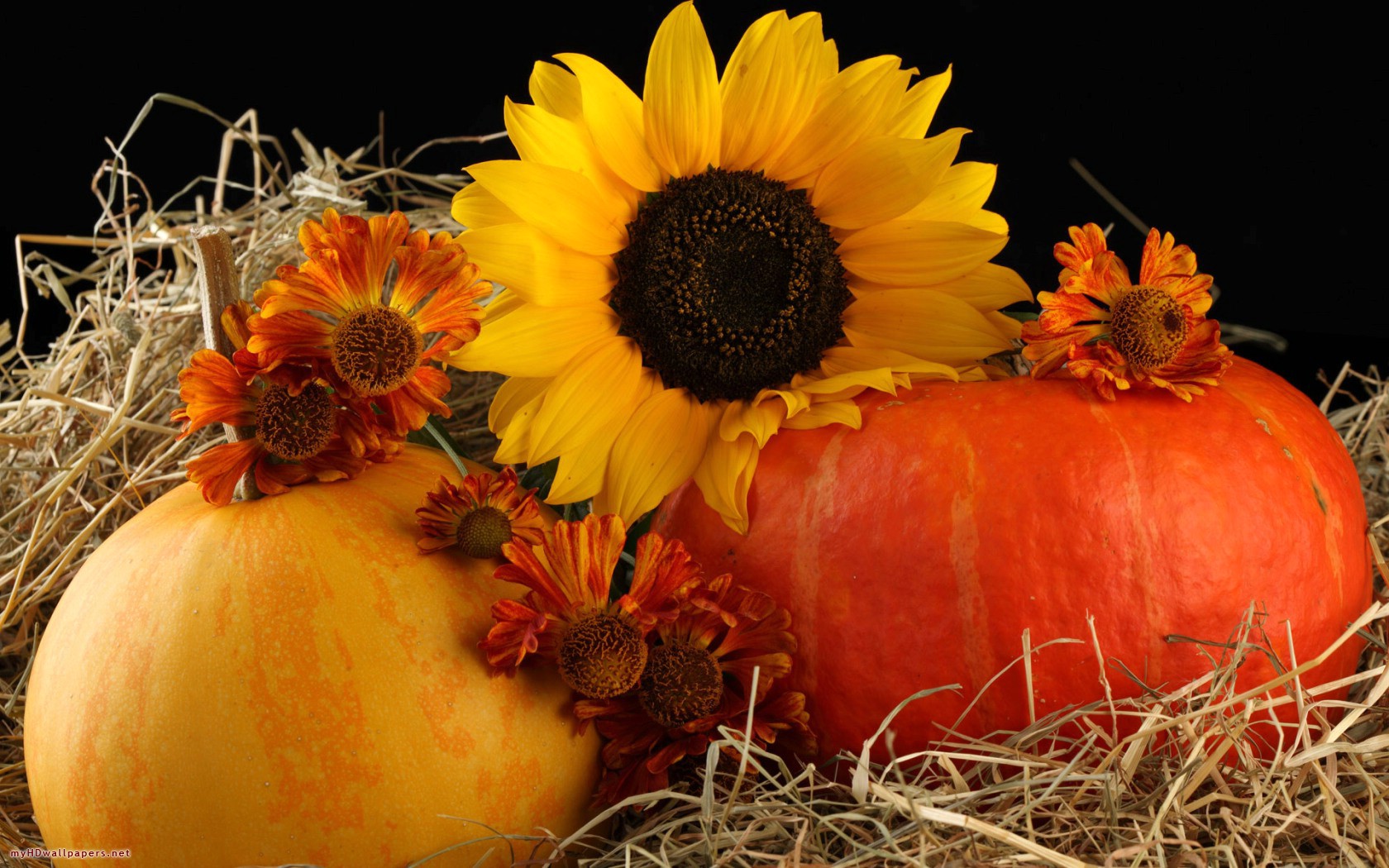 Sunflower And Pumpkins Desktop Wallpaper HD