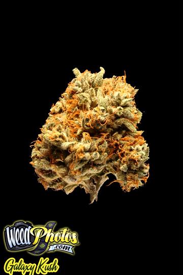 Galaxy Kush Marijuana Strain Pictures The Weed