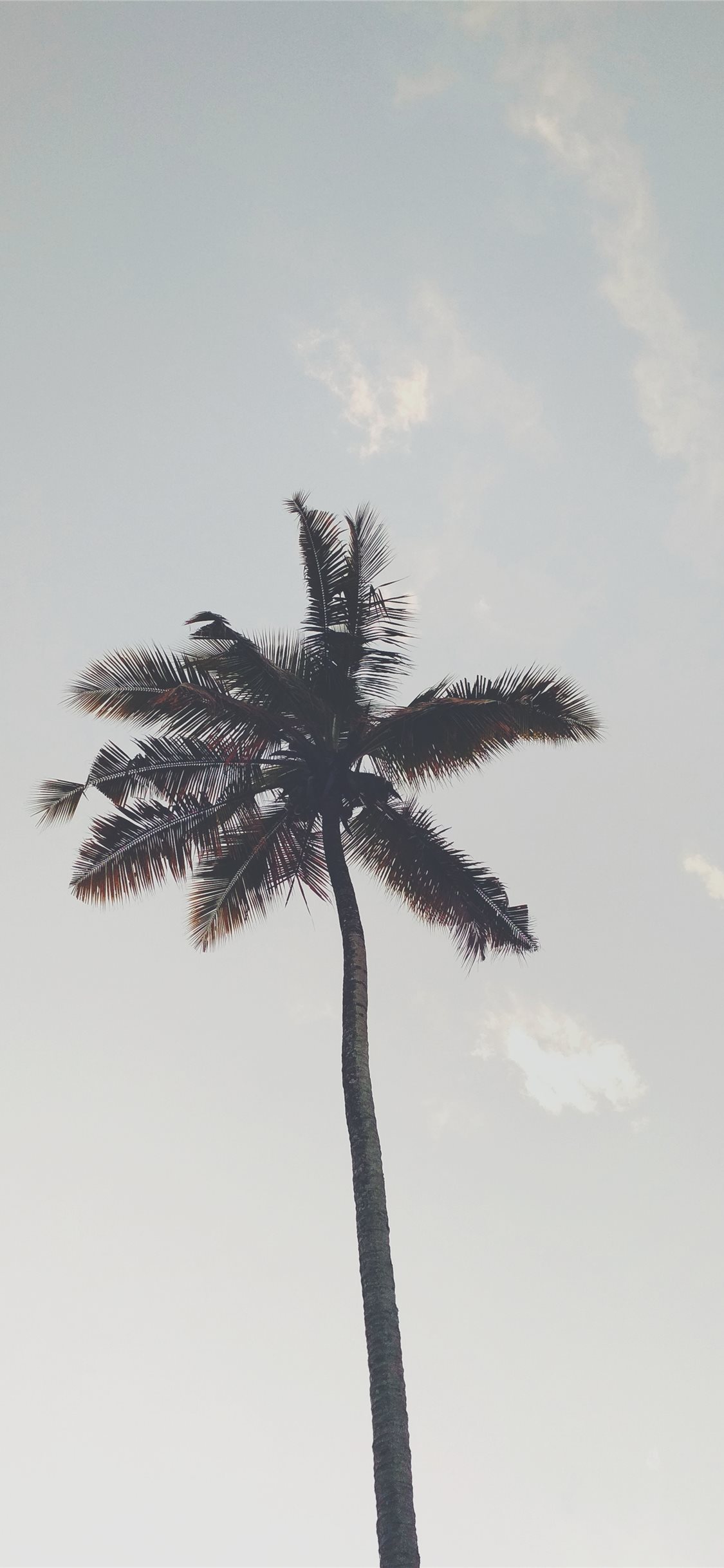 Tree iPhone X Wallpaper