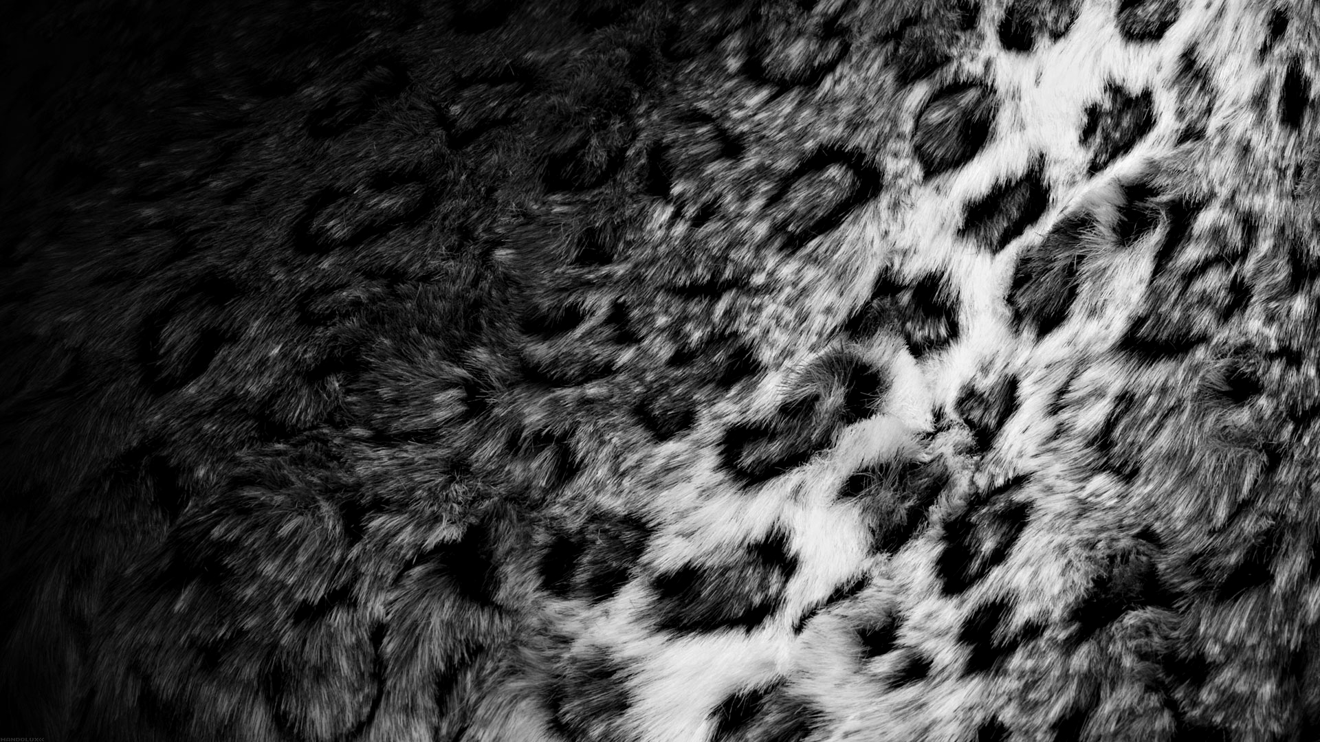 Leopard Wallpaper Black And White