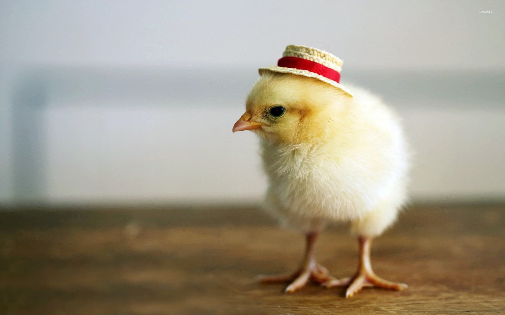 Chick With A Hat Wallpaper Animal