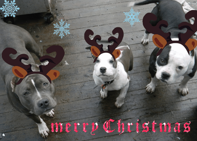 merry christmas   Pitbulls Go Pitbull Dog Forums