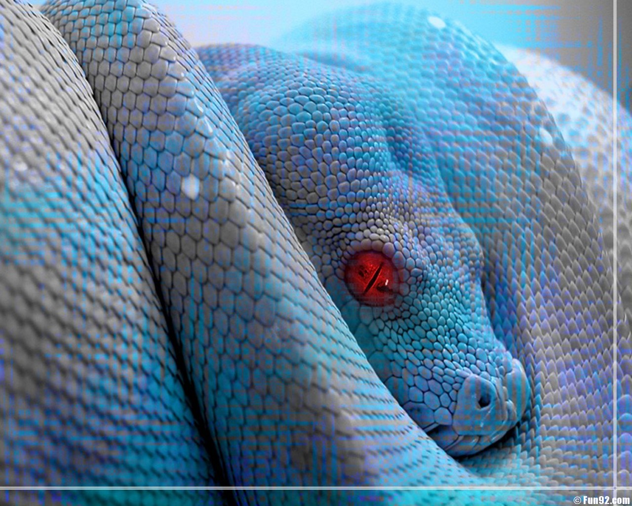Animals Reptiles Snake Wallpaper Dangerous