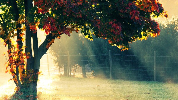 Early Autumn Morning HD Desktop Background Wallpaper For