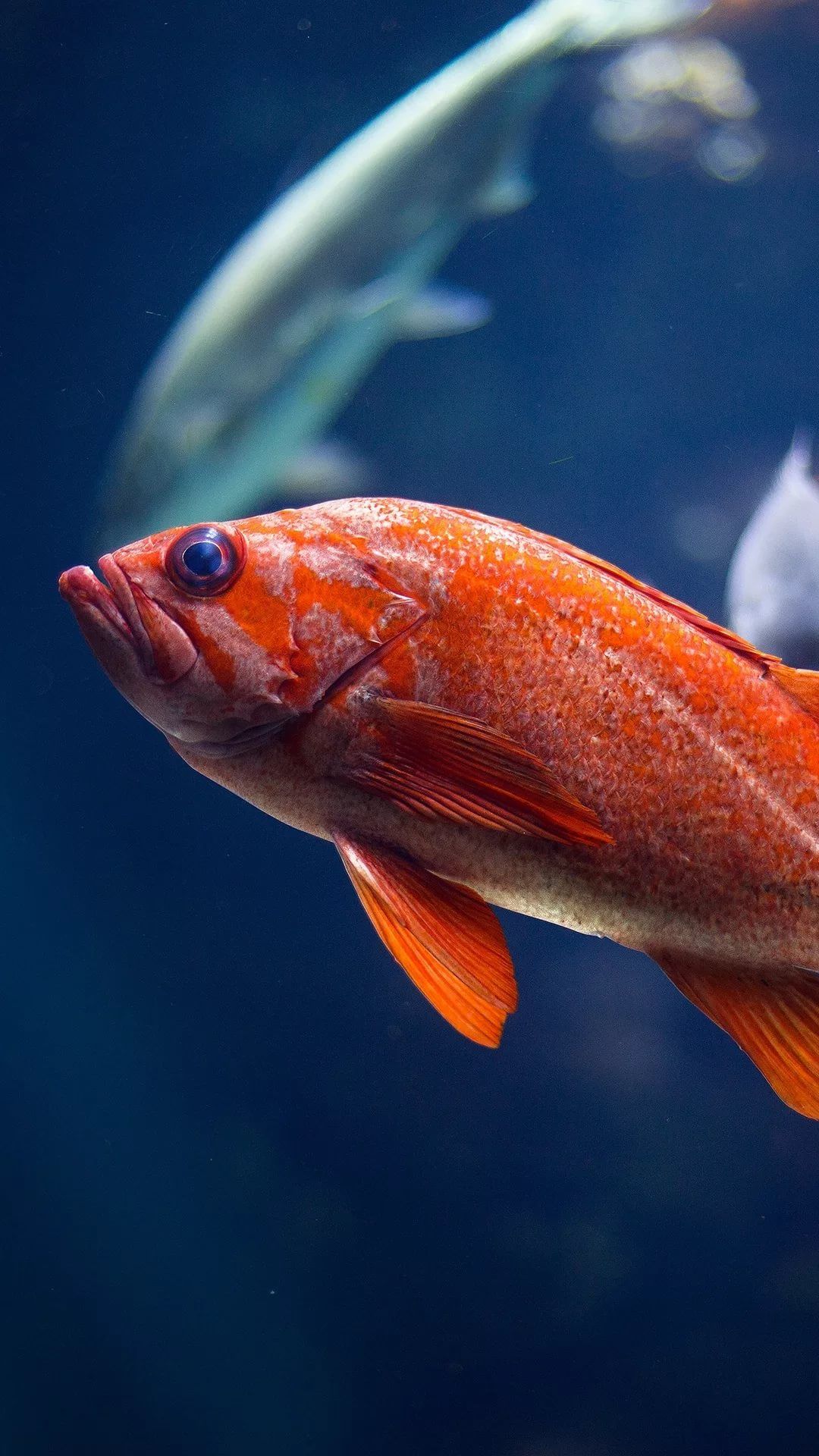 Fish iPhone Wallpaper