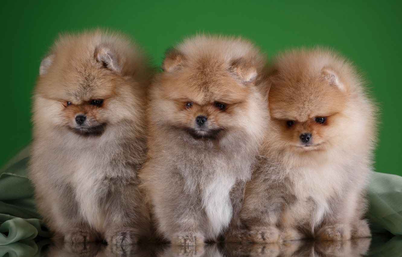 Wallpaper Puppies Trio Spitz Image For Desktop Section