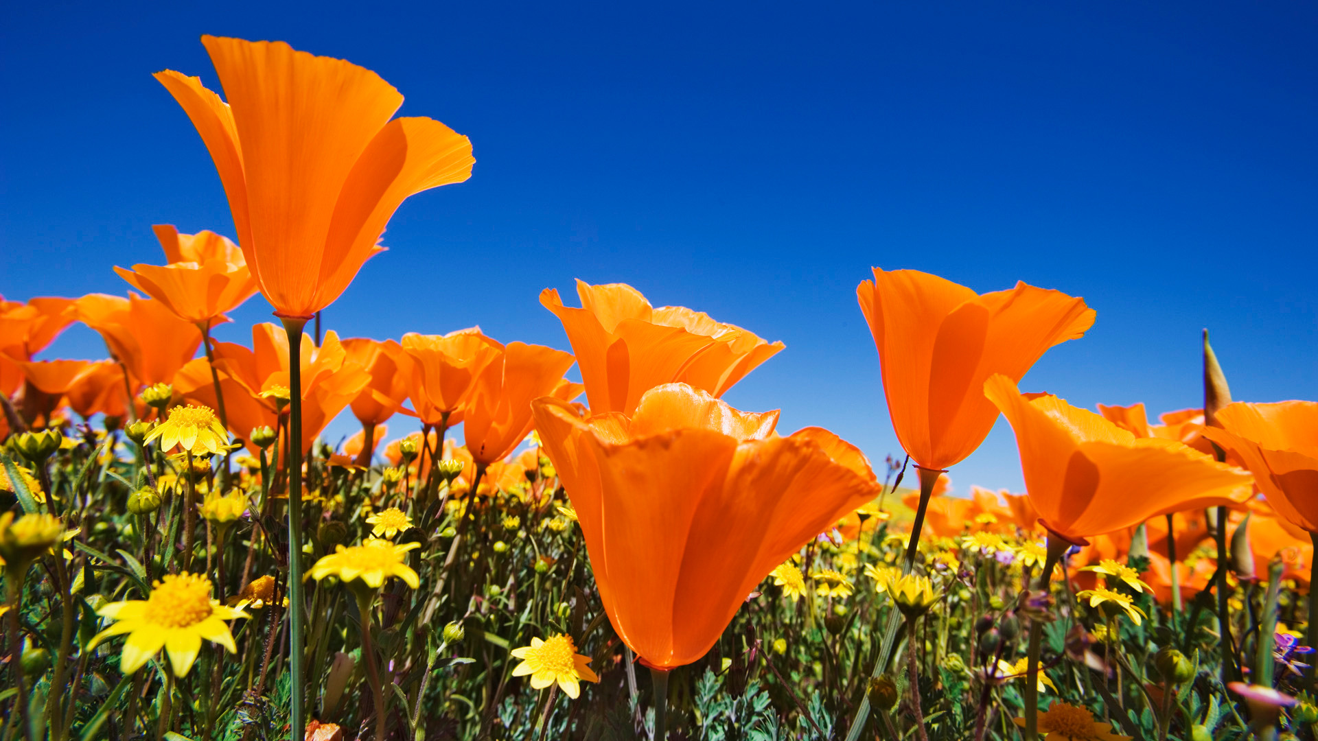 Poppy Flowers Nature wallpaper  Download TOP Free wallpapers