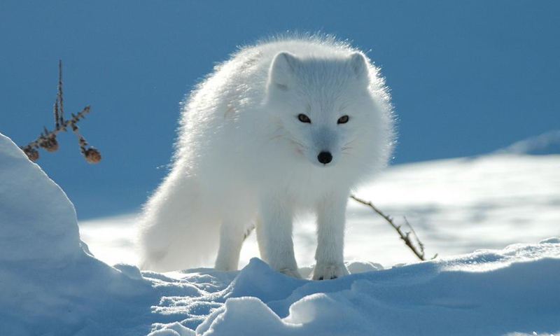 Arctic Fox Wallpaper Android Apps On Google Play