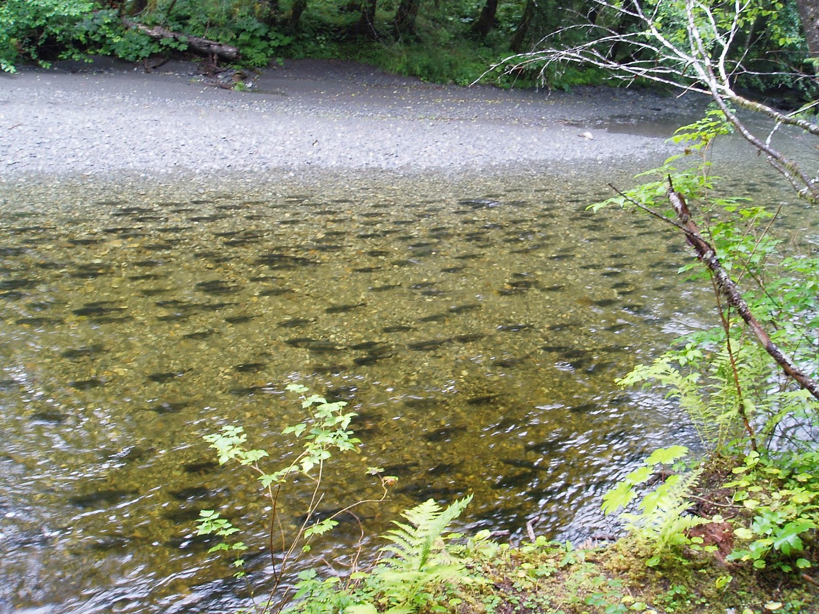 Trout Stream Wallpaper Conservancy And