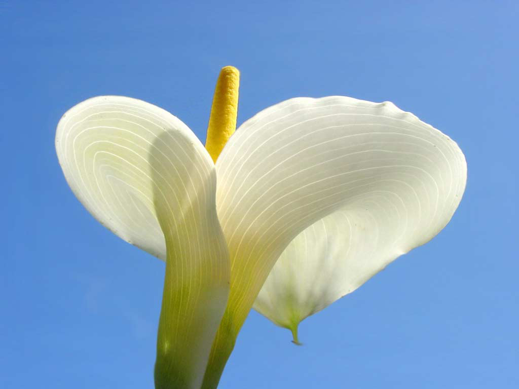 White Flower Wallpaper