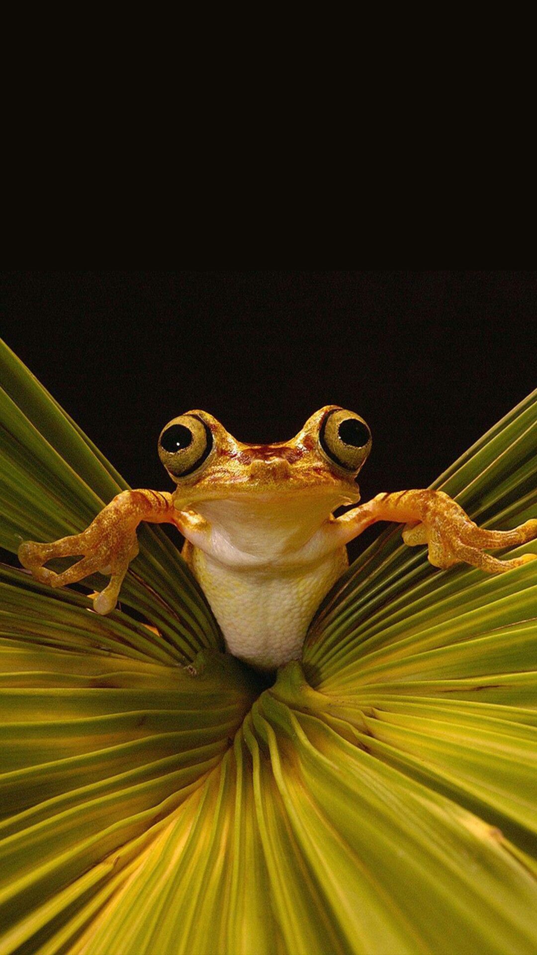 Frog Wallpaper