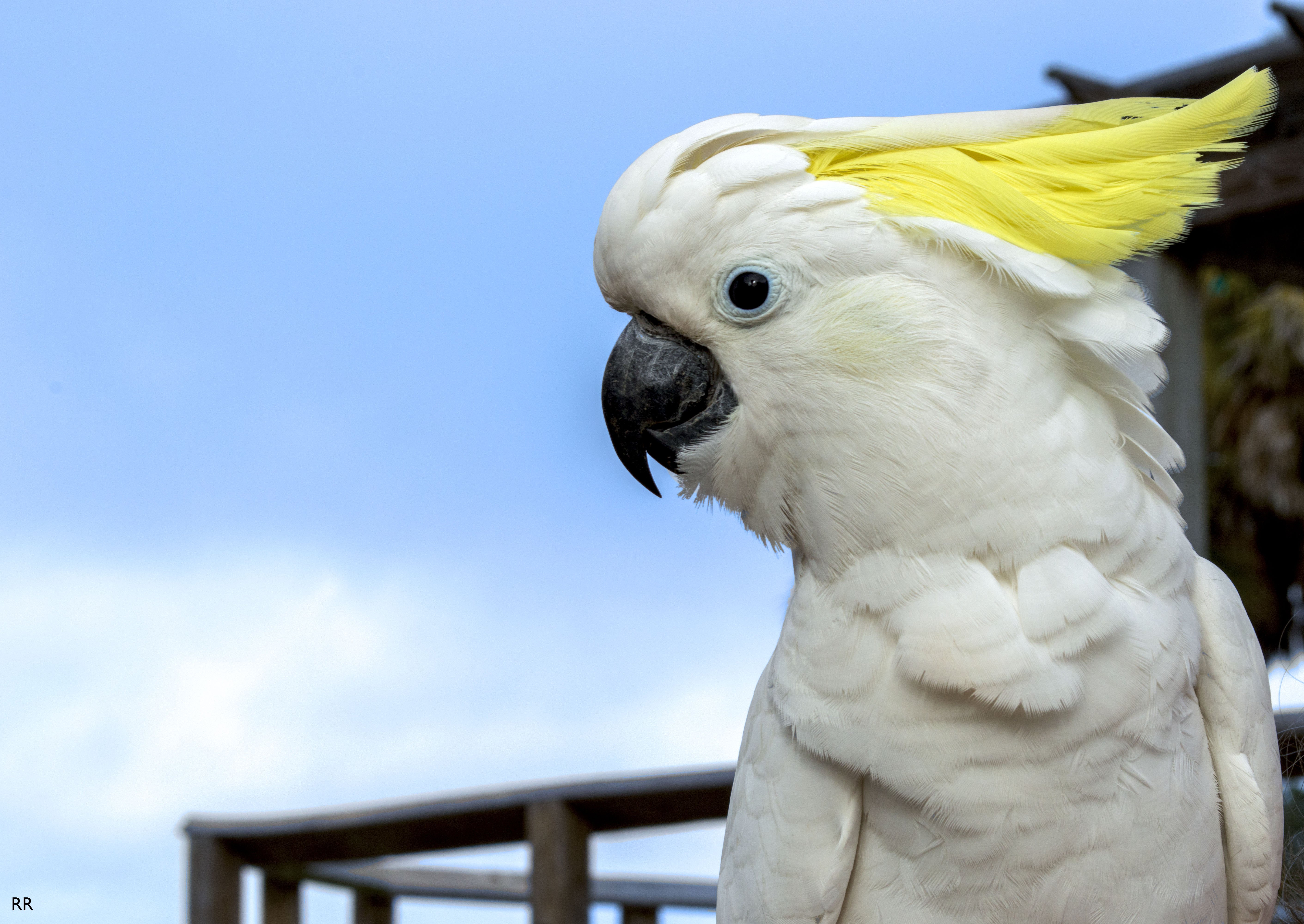 Cockatoo Parrot Bird Tropical Wallpaper HD Desktop And