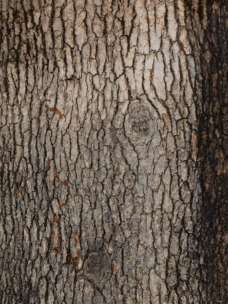 Tree Bark Texture By Photographyflower
