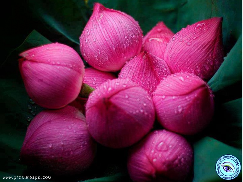 View Pink Flowers With Water Drops Picture Wallpaper in 800x600 800x600