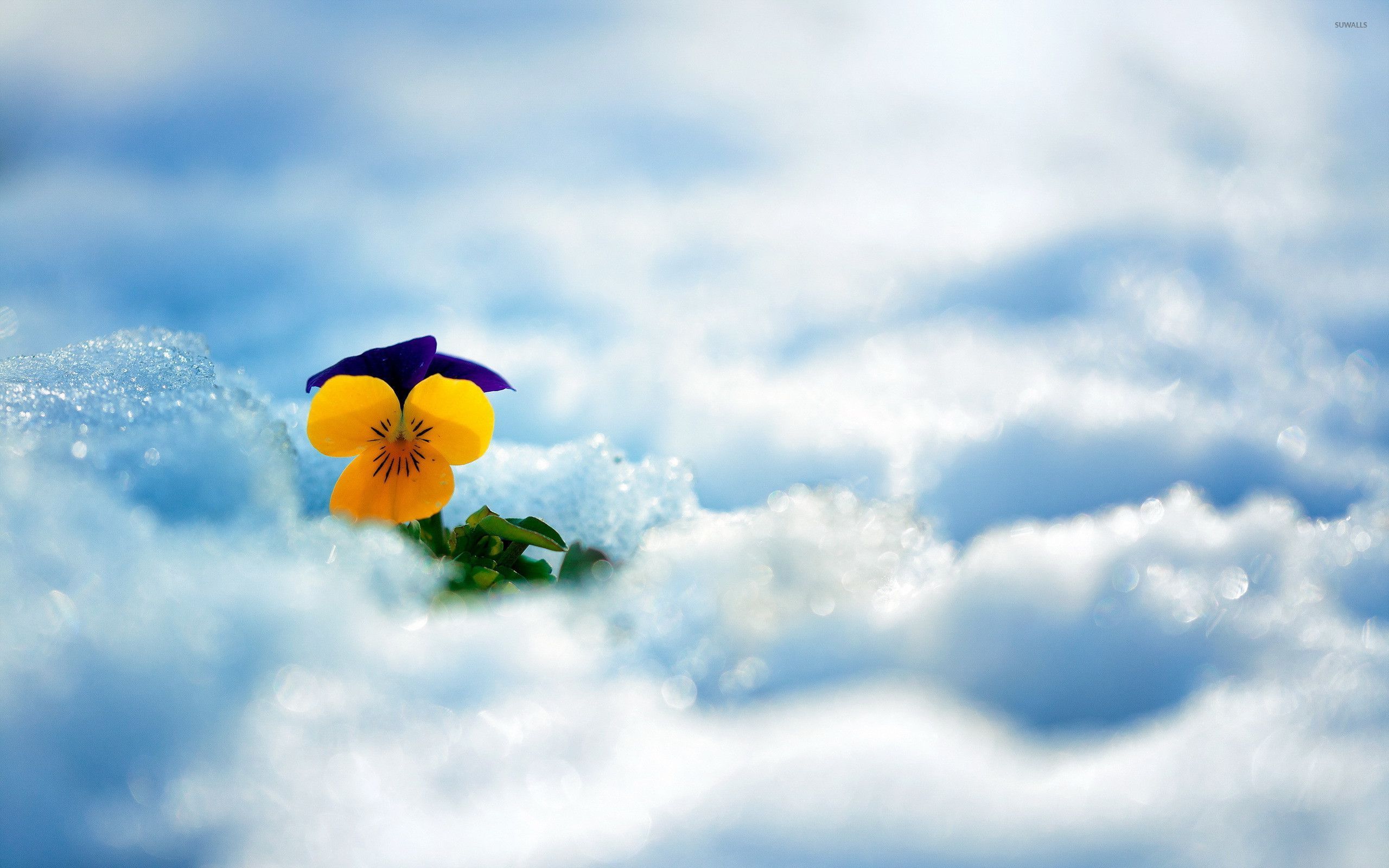 Pansy In The Snow Wallpaper Flower
