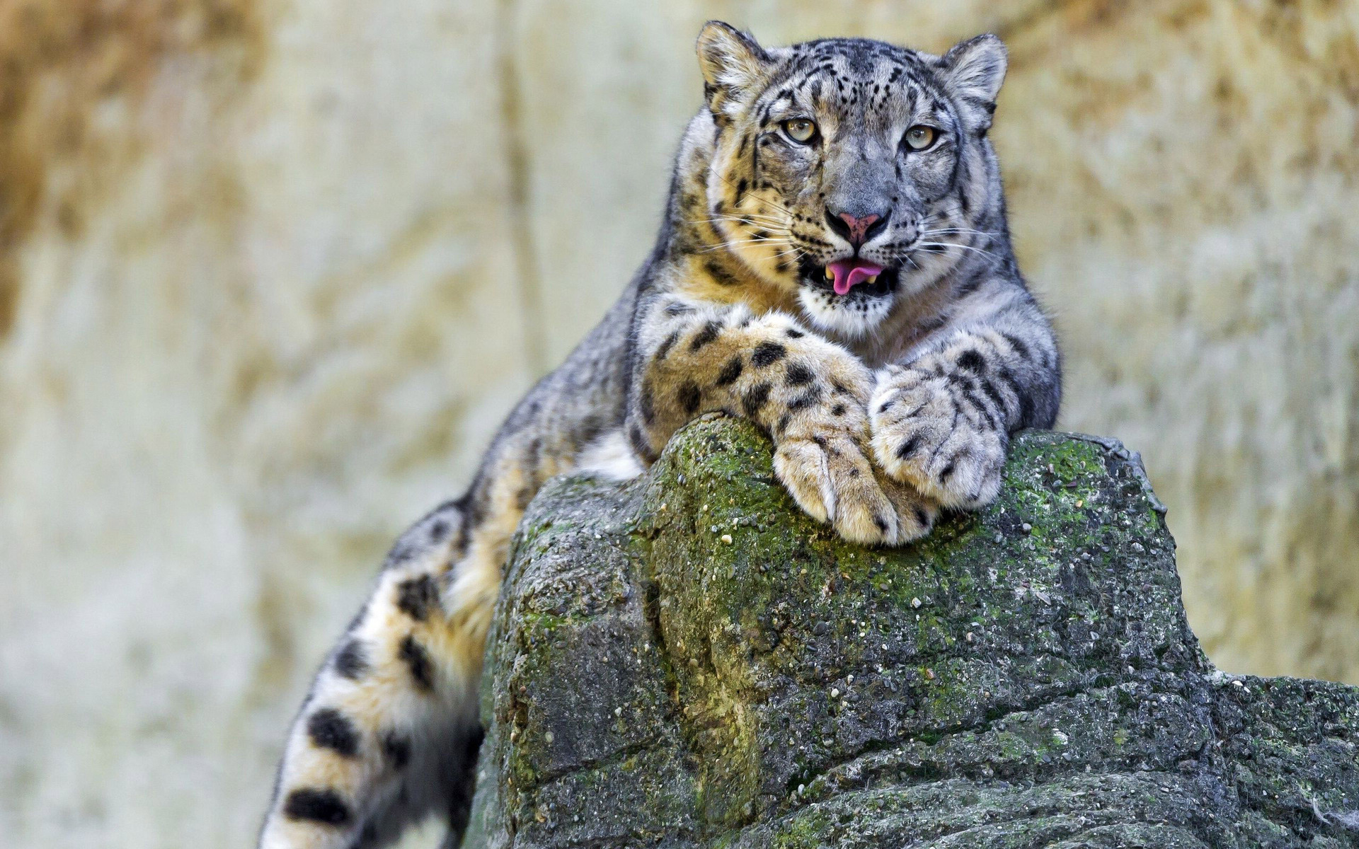 Snow Leopard Wallpapers HD Pictures One HD Wallpaper Pictures 1920x1200