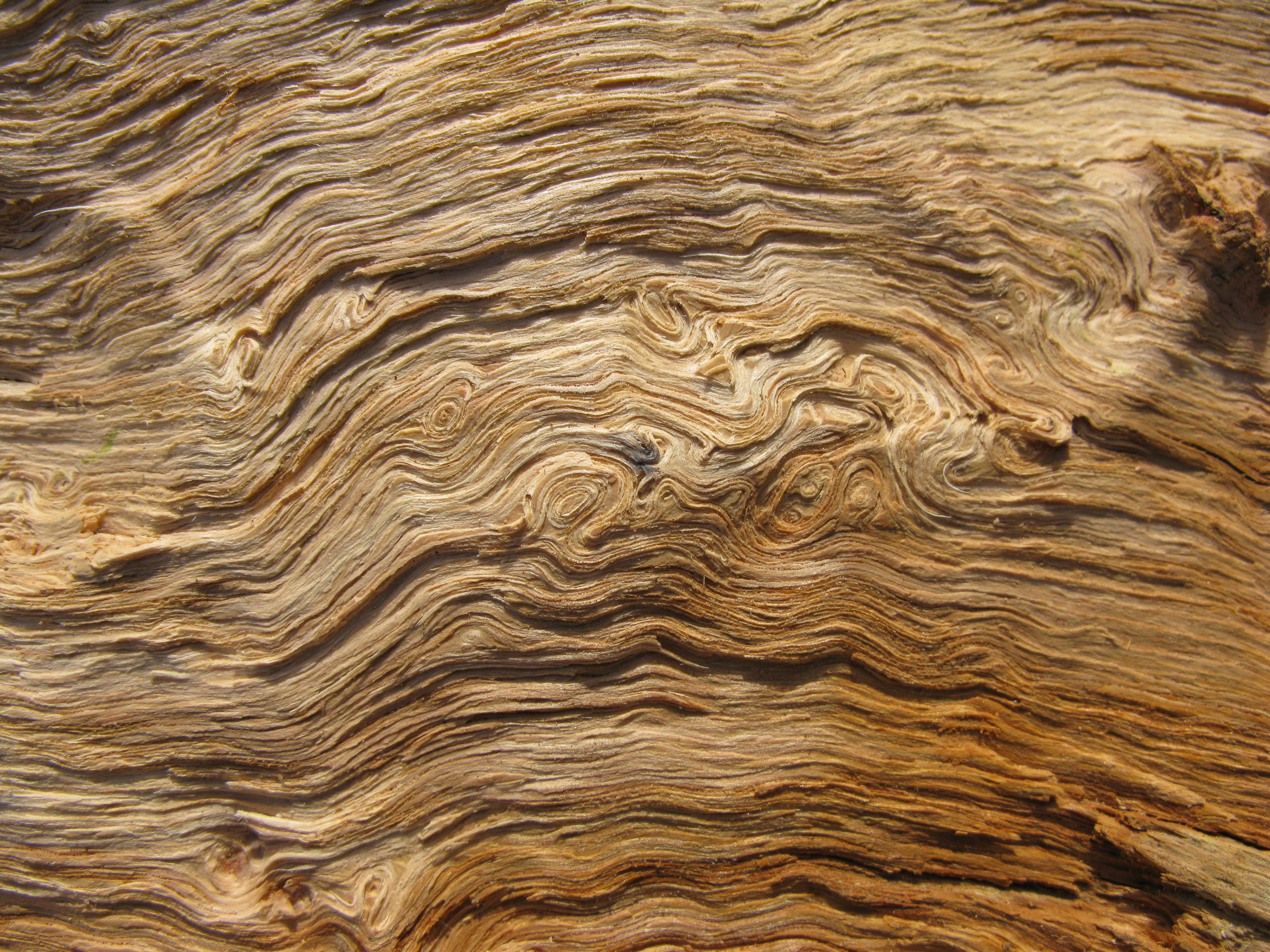 Tree Wood Grain Texture