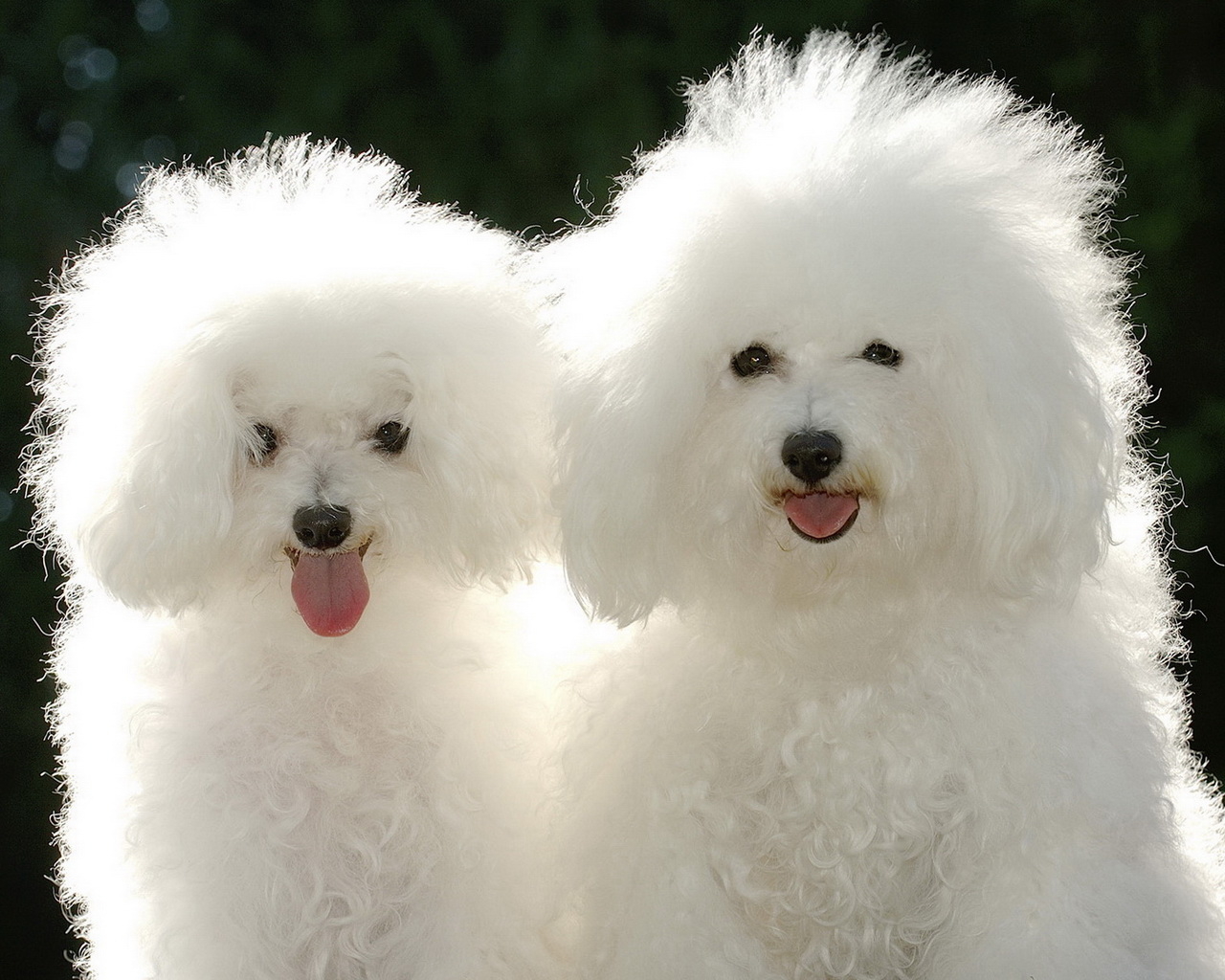 Puppies Poodle Desktop Wallpaper