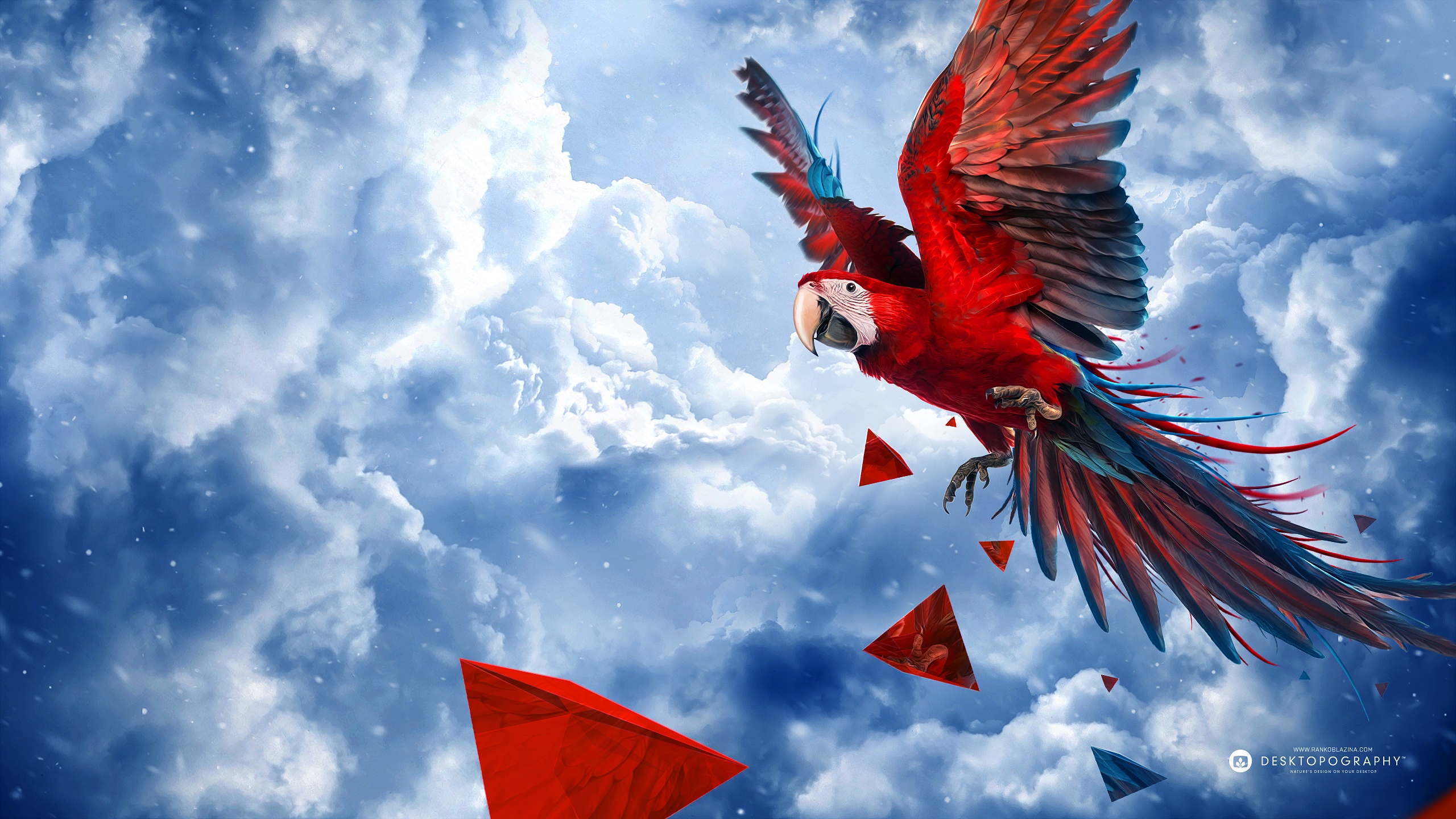 Scarlet Macaw HD Wallpaper Background Image 2560x1440 ID