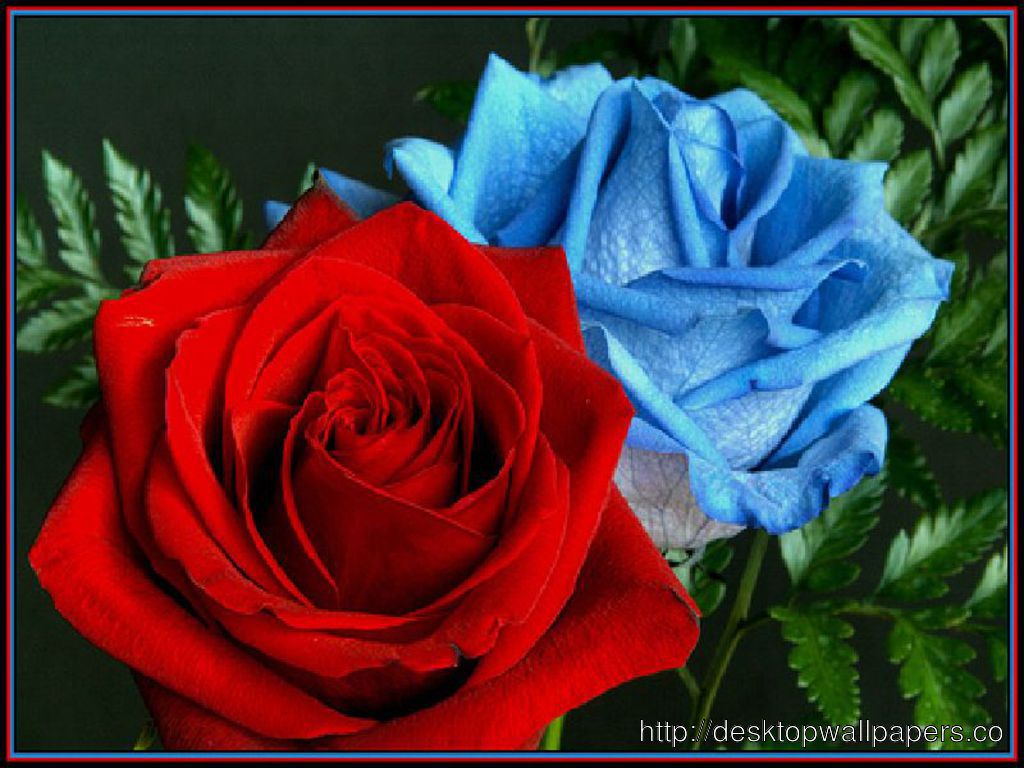 Red Blue Rose HD Wallpaperdesktop Wallpaper