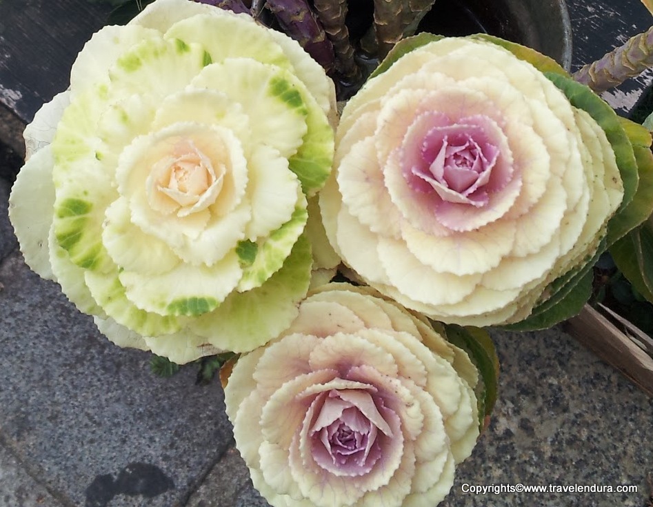 Cabbage Rose Related Keywords Suggestions Long Tail