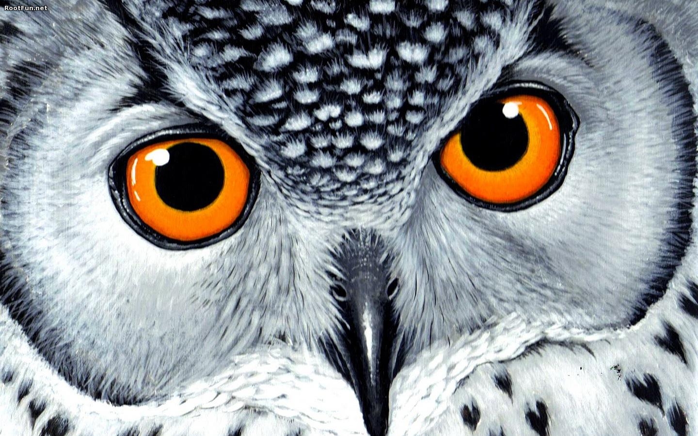 Orangeeyes Owl Wallpaper HD Owls