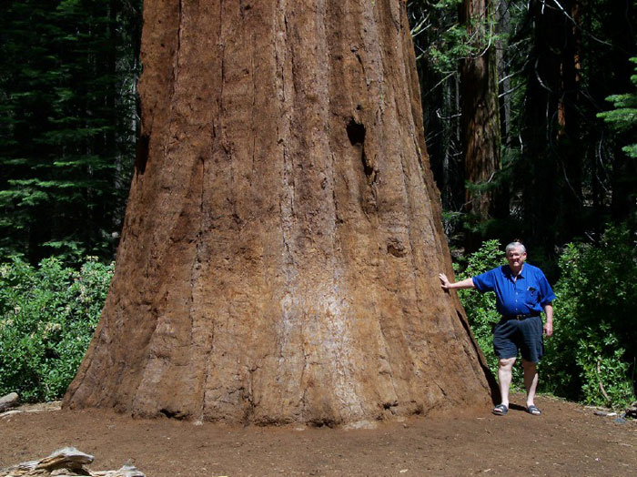 Tree Wallpaper Sequoia