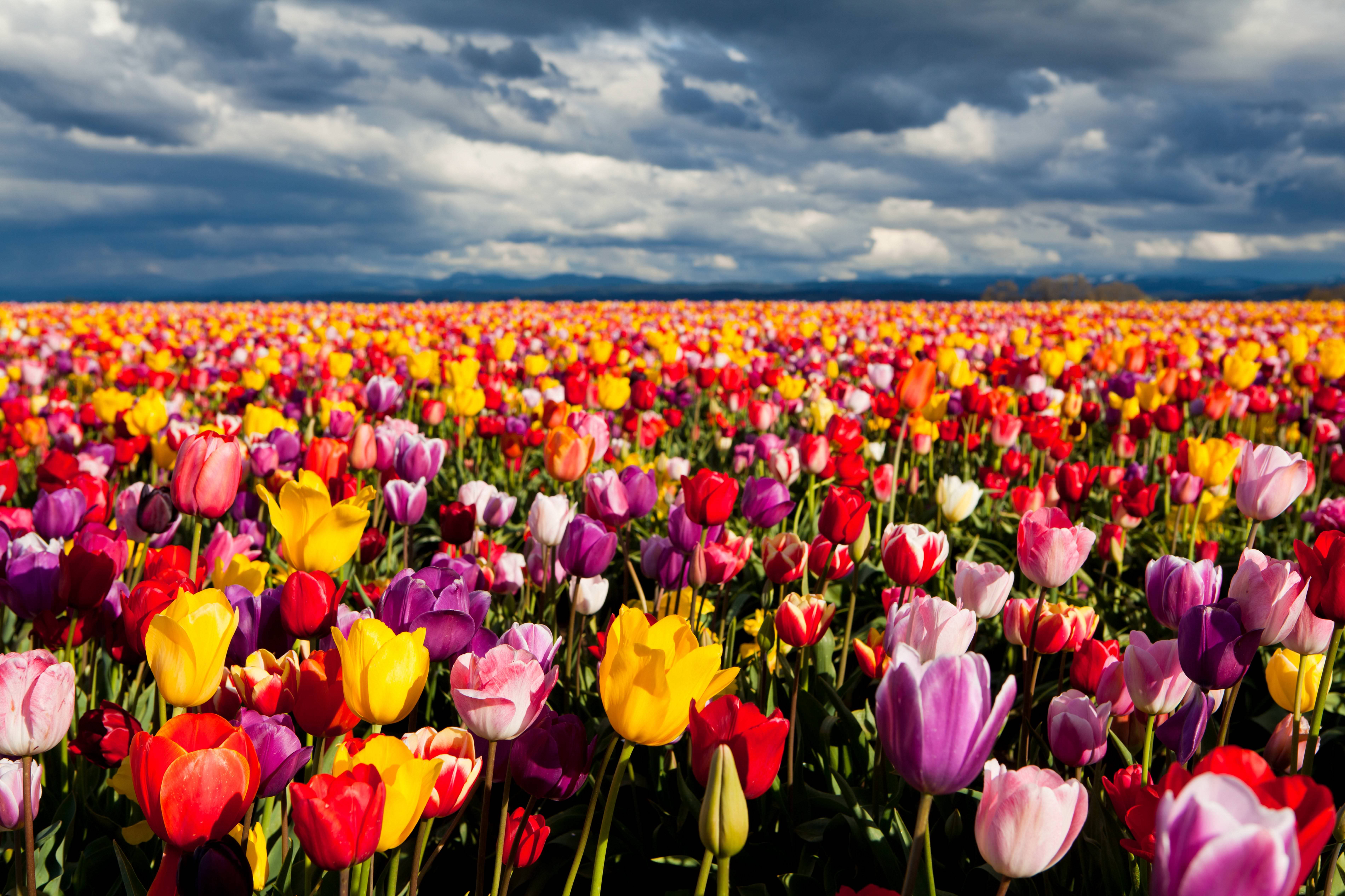 Tulip Wallpaper In Psd