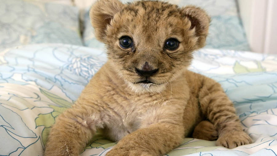 Wallpaper Baby Lion