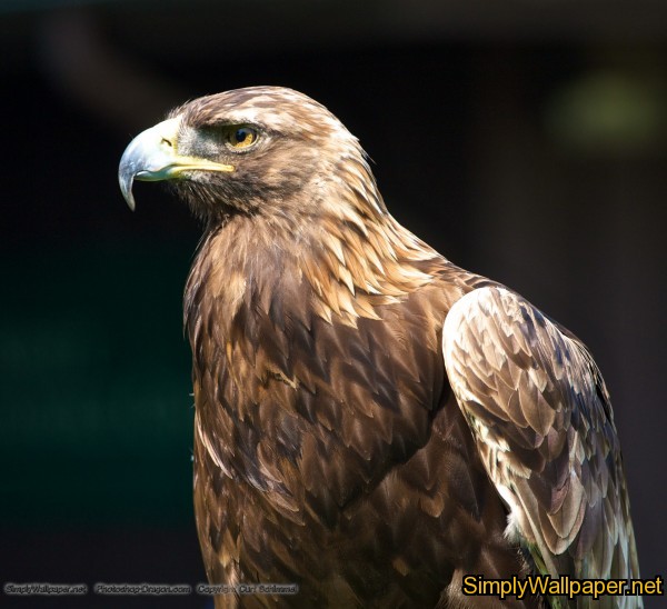 The Golden Eagle Wallpaper Click Picture For High Resolution HD