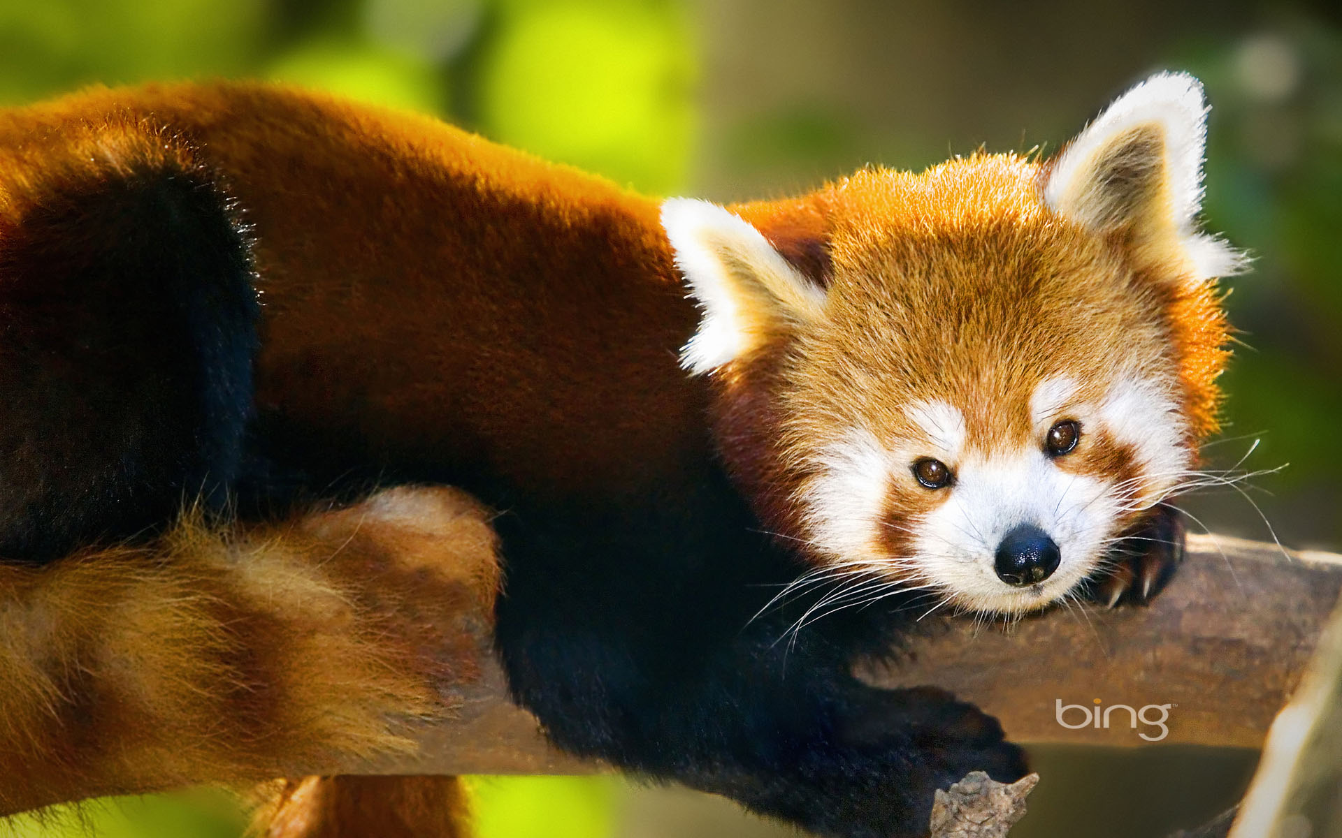 Bing S Best Red Panda Wallpaper