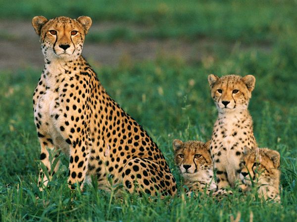 Cheetah Pictures   Cat Wallpapers   National Geographic