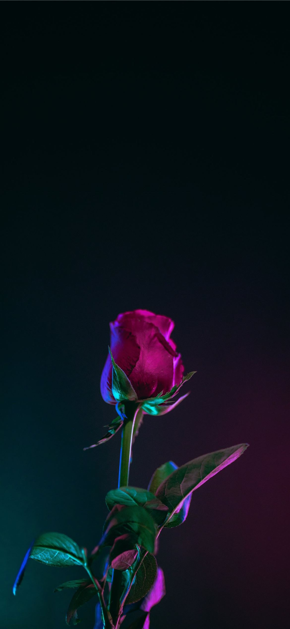 Red Rose Flower Photo In Dark Surface iPhone Wallpaper