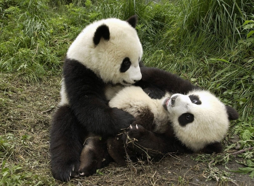 Panda Bear Background HD Wallpaper Cubs