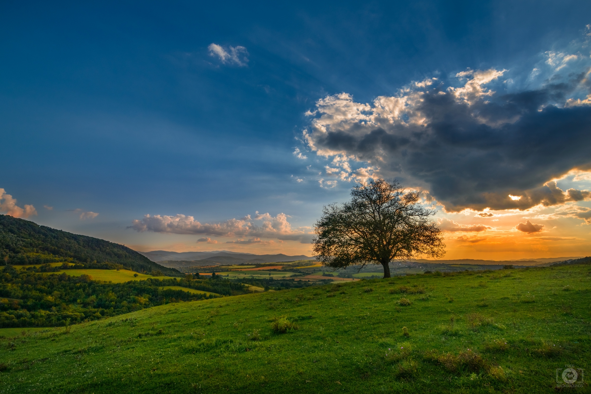 Sunset Behind A Tree In Field Background High Quality