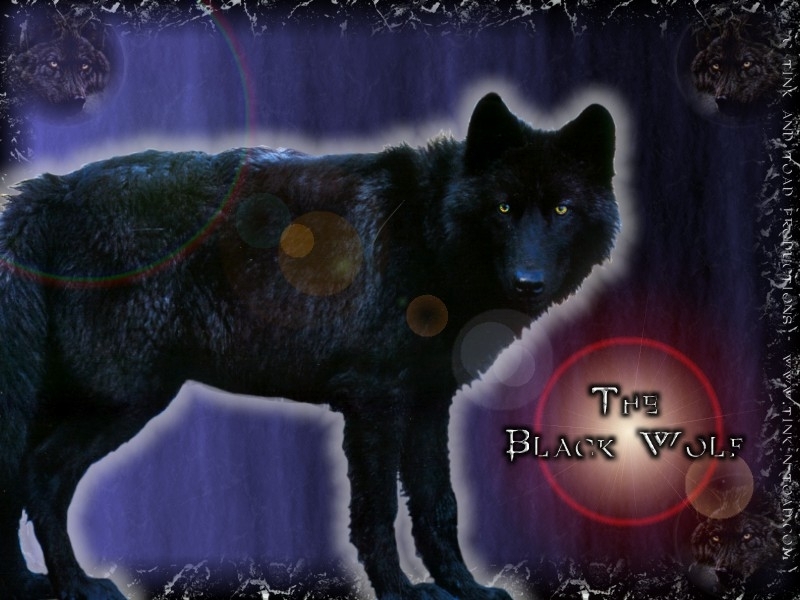 black wolf   Black Wolves Wallpaper 21617970