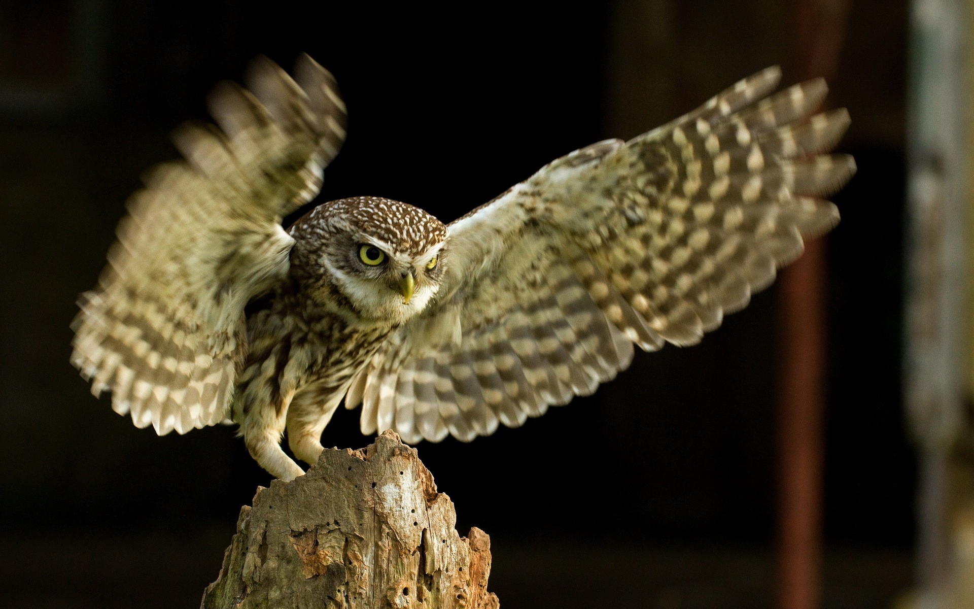 Owl Bird Animal HD Desktop Wallpaper This For