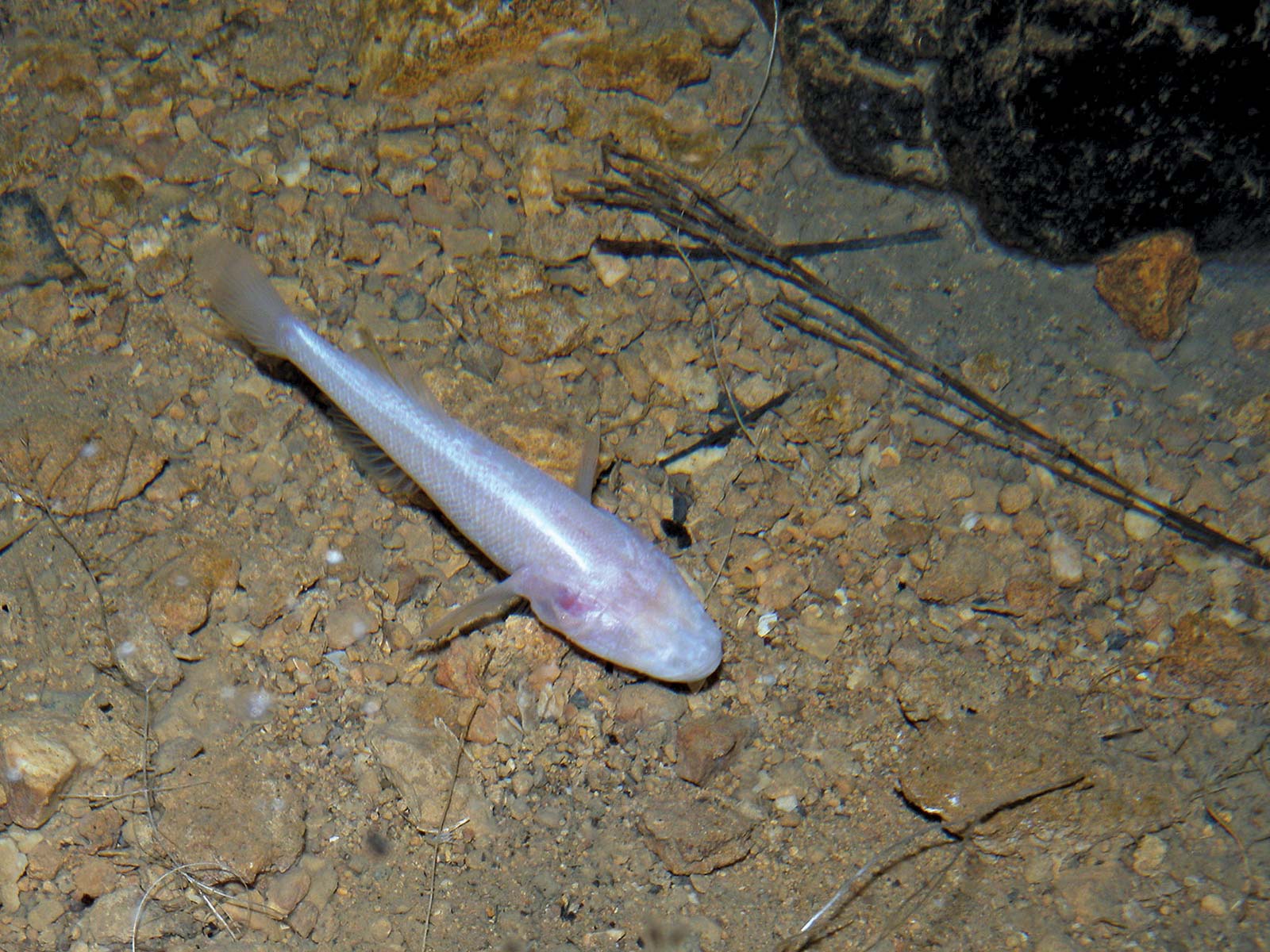 Goby Fish Image And Video Britannica